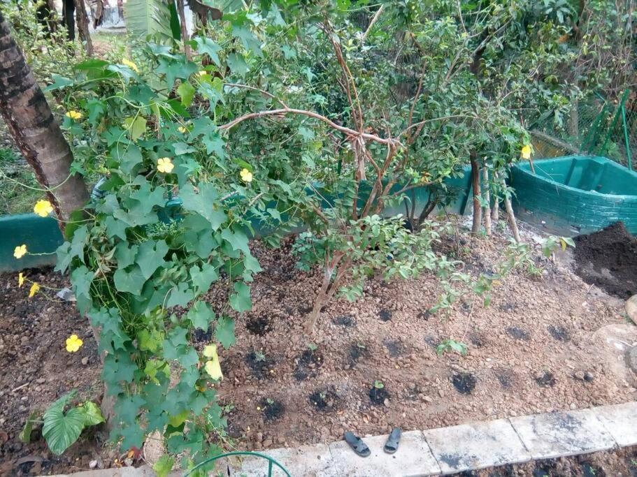 Bhitey Homestay Simantapally / Shantiniketan Eksteriør bilde